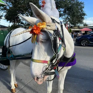 Claudia the Muliecorn has a HUGE personality!!!