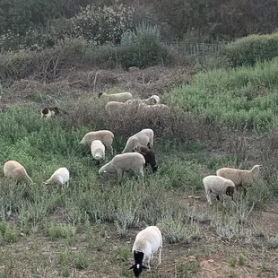 a herd of sheep grazing in a field