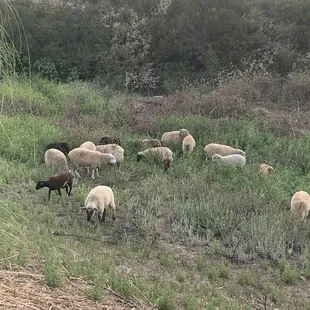 a herd of sheep grazing in a field