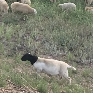 a herd of sheep grazing in a field