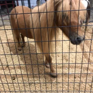 Mini pony