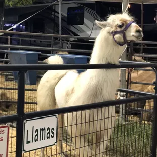 Lama