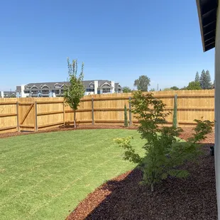 Coral bark Japanese Maple &amp; October Glory Maple