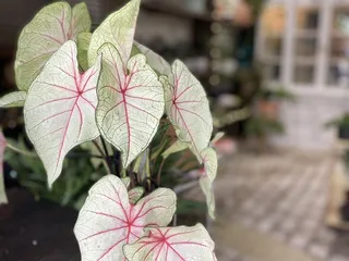 Casas Succulents And Cactus