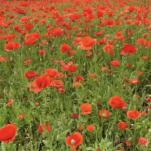 Beautiful poppies.