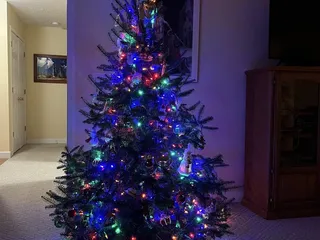 Nieman's Christmas Trees