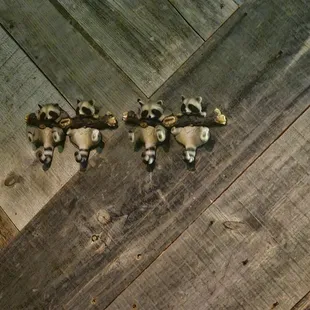 Racoon coat hangers