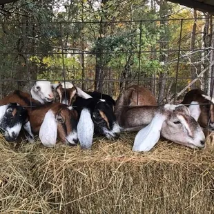 a group of goats eating hay
