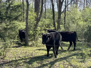 Cotton Bean Goat Farm