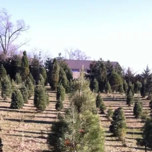 Midland Holiday Pines