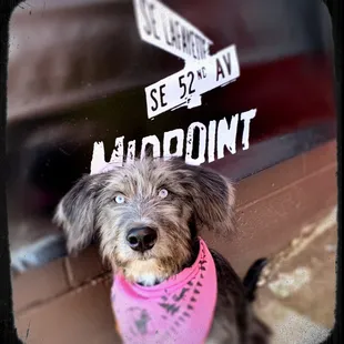 My dog Tucker loves coming with me because they have Outdoor tables