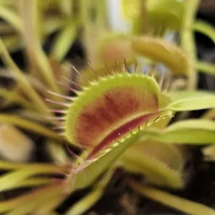 Insect eating Venus Fly Trap $90