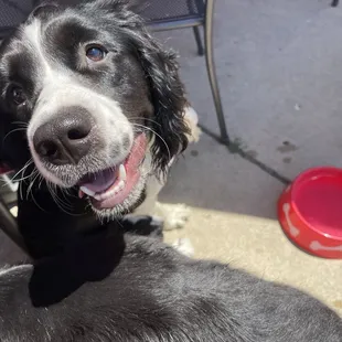 Puppy drinking water
