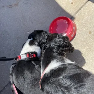 My puppies drinking water in outdoor seating area