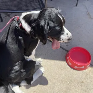 Puppy not dehydrated while waiting