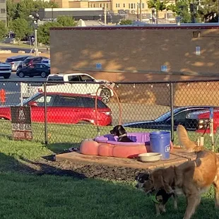 Dog pool, water faucet to fill buckets/pool/wash your dog off