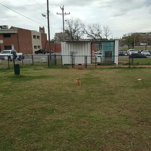 Zoe in the dog park!