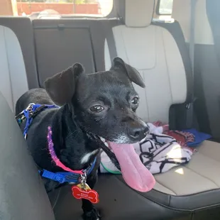 Posit dog park grins