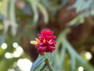 Garfield Park Conservatory and Sunken Gardens