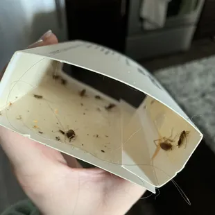 Traps I set in the kitchen