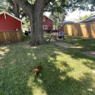 Lots of backyard space for Dinky to explore without bothering other diners.