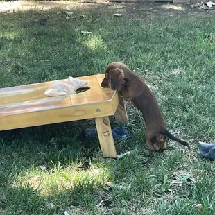 Dinky checking out corn hole
