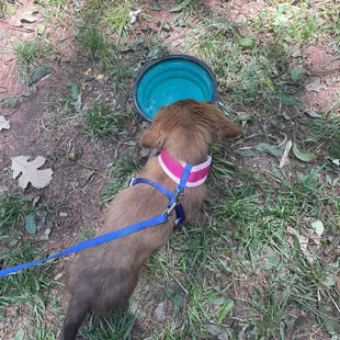 Very dog friendly! We were given a dog treat while ordering and the owner brought us a bowl of water for Dinky!