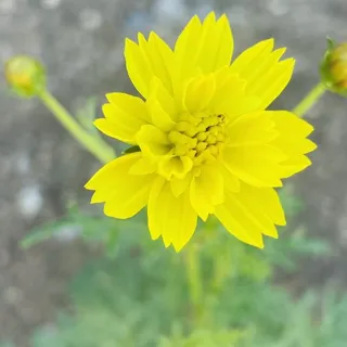 Amber V.
