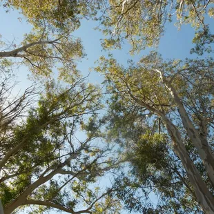Tall trees offer shade &amp; a wind break