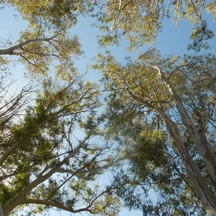 A view looking up at the very tall trees in my space