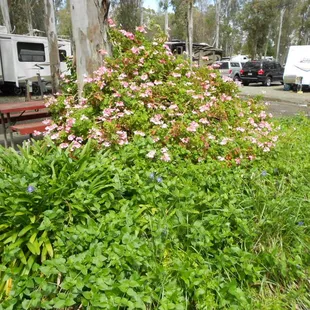 Recent rains makes for blooming flowers