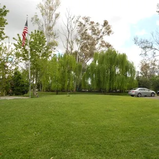 American flag &amp; Willow tree