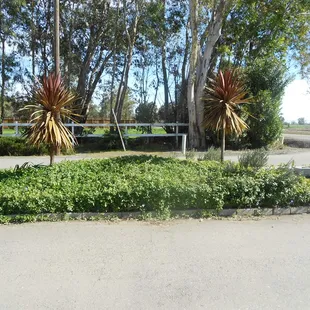 Plants by entrance