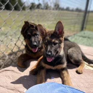 Finn and Greta hanging out.