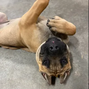 Brutus playing in daycare
