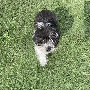 Poppy is the sweetest!