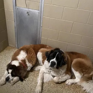 Our kennels are big enough to house Duke and Buster together.