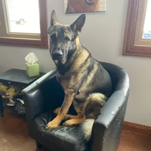 Takko is the boss's dog.