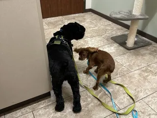 Wellspring Animal Hospital