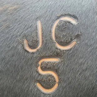 a close up of a horse's tail