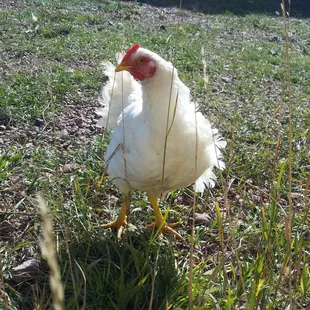 a white chicken standing in the grass