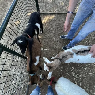 Goats! Don't wear sandals they tried to eat them lol