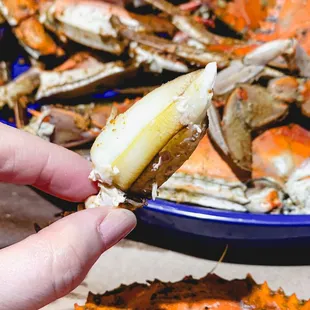 a hand holding a crab