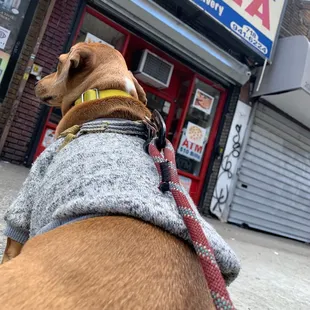 Mikes is not dog friendly!  This is my dog outside &amp; I waiting for my boyfriend to come out with our cheese pizza!!!