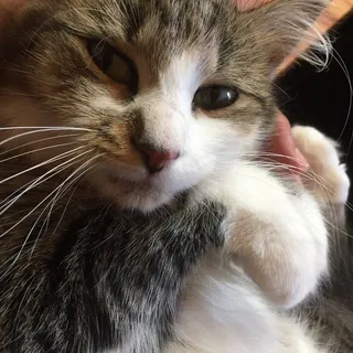 Roonie M.