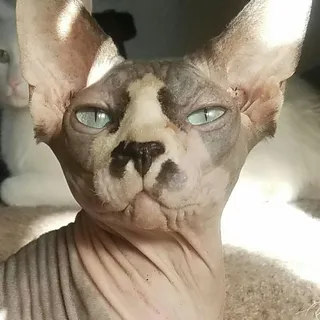 Niki S.