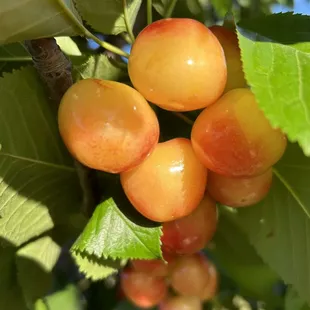 White Rainier cherry!
