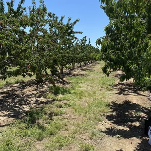 Cherry trees