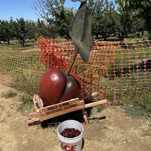 Photo op!  we had a cherry good time!