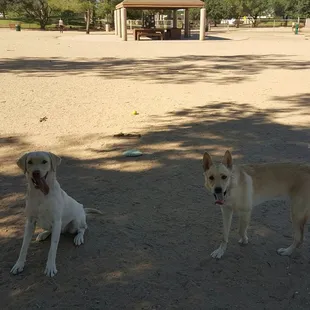 My pup made a new friend today! This place is great